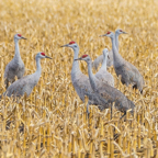 Sandhill Cranes in field-10