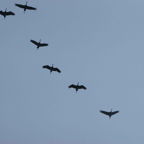 birds at Ft Kearny Bridge-22
