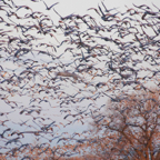 Sandhill Cranes flyout in AM-193+