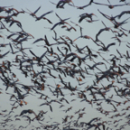 Sandhill Cranes flyout in AM-198