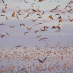 Sandhill Cranes flyout in AM-199
