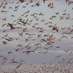 Sandhill Cranes flyout in AM-204