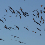 Sandhill Cranes flyout in AM-232