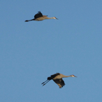 Sandhill Cranes in AM flight-67