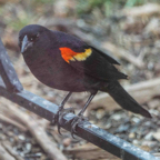 Red-winged Blackbird male-79