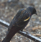 immature Red-winged Blackbird male-81