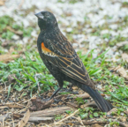 immature Red-winged Blackbird-61