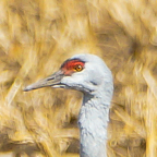 Sandhill Cranes up close-27