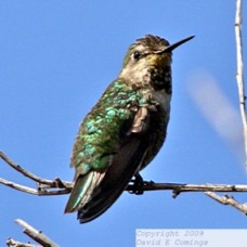 Anna's Hummingbird 2723